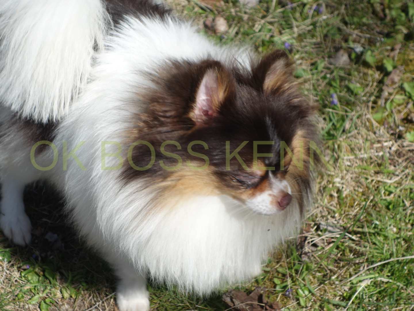 DSC03930
