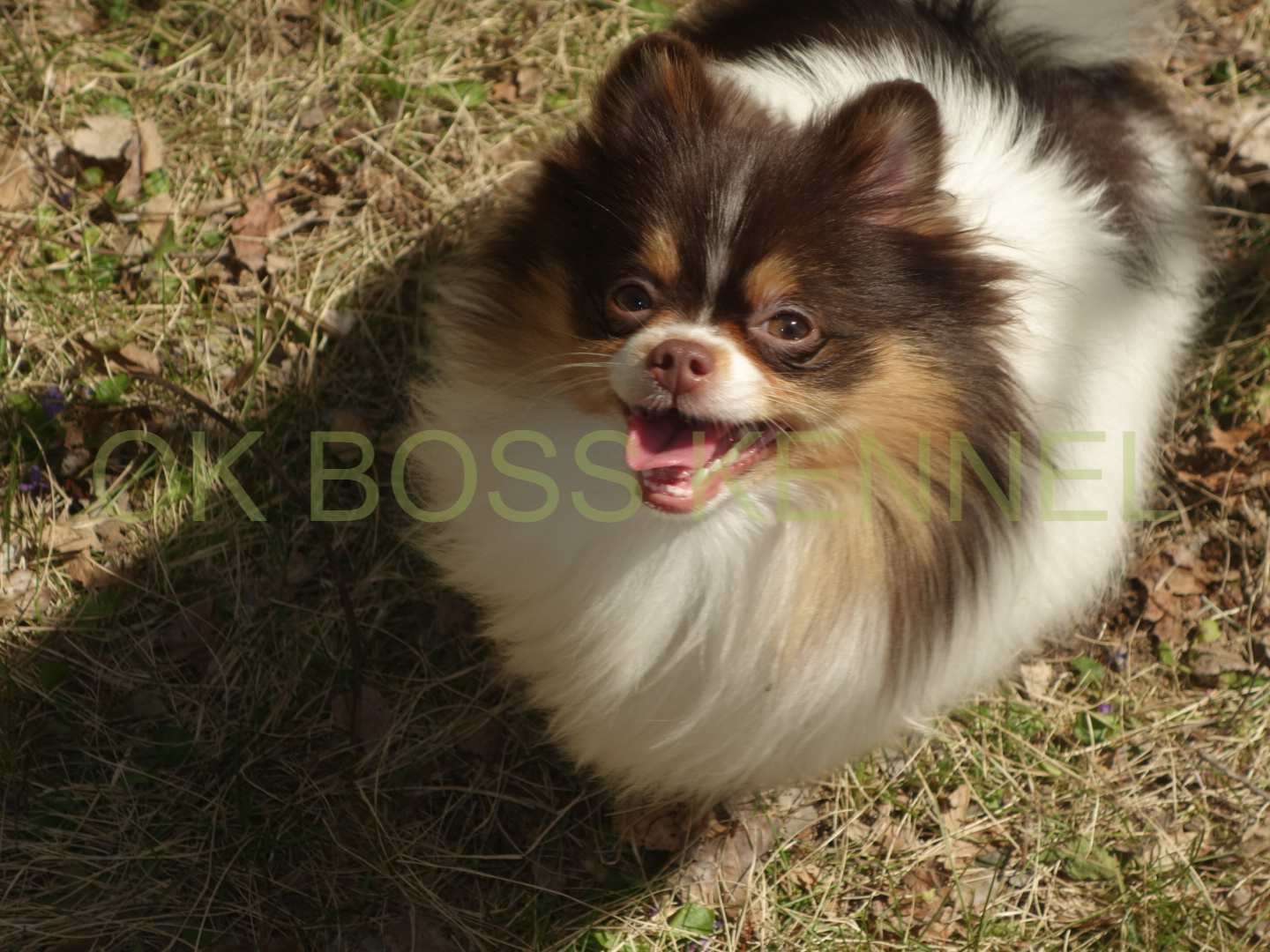 DSC03958