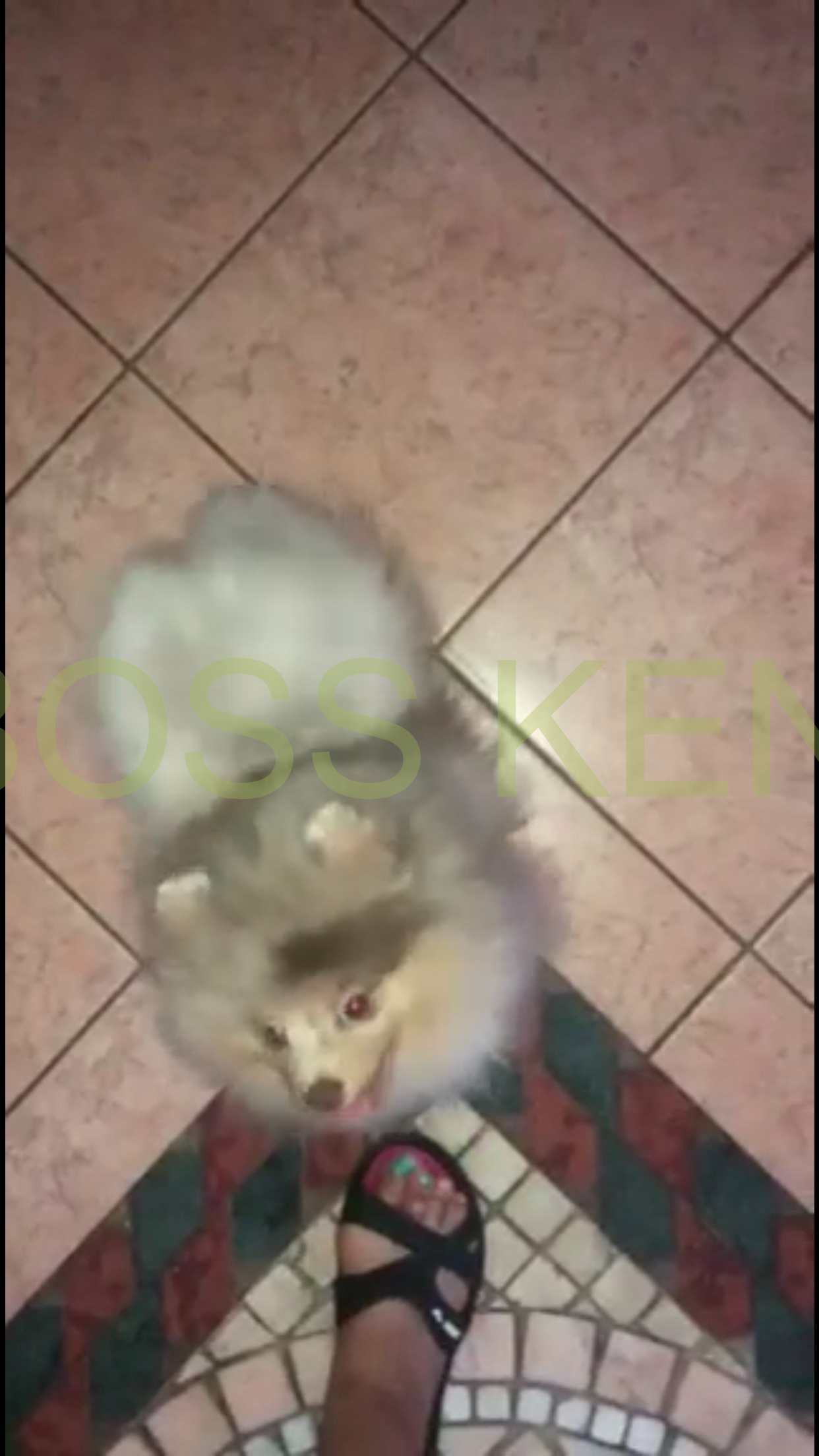 Неви из еден роуз